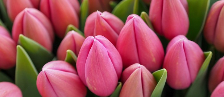 ProFlowers.com
